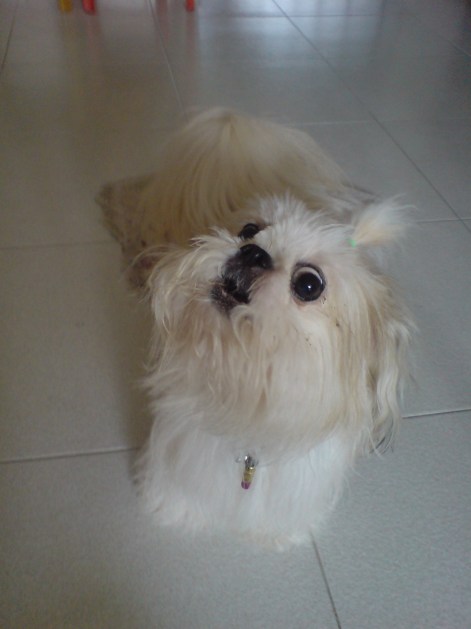Angel's constipated look when she's barking hahaha.
