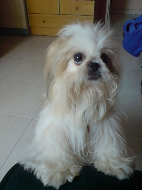 Looking at you with the visible white of the eye = guilty