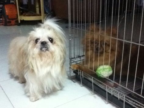 Angel and her new pal, Chubs. Probably the only clear picture of them together.