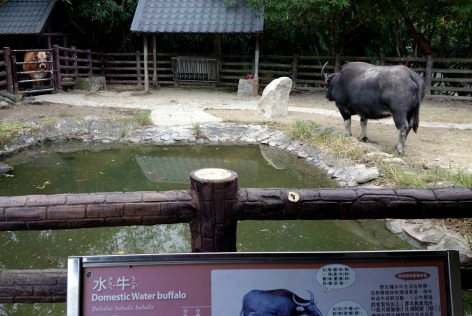 Domestic Water Buffalo