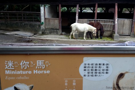 Always very excited to see horses! They're so elegant haha.