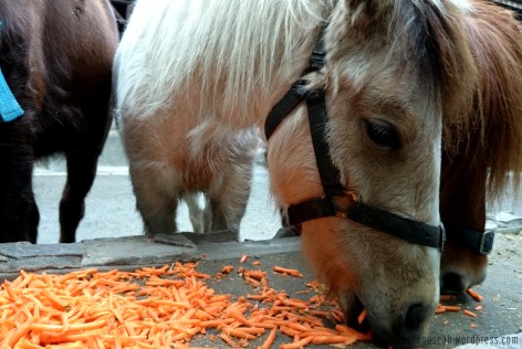 Miniature horses! It was their feeding time.