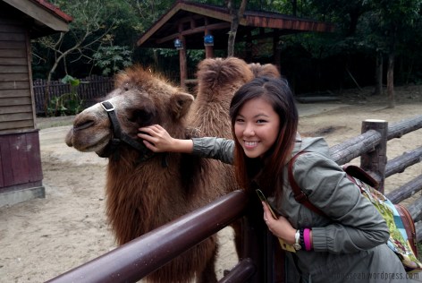 Lovely camel came to my side to be petted!
