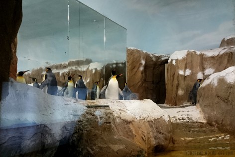 Happy Feet in real life! We waited for awhile, hoping to see them jump into the water but none of them did :(