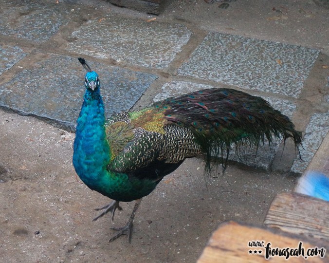 Peacocks can be found near food establishments