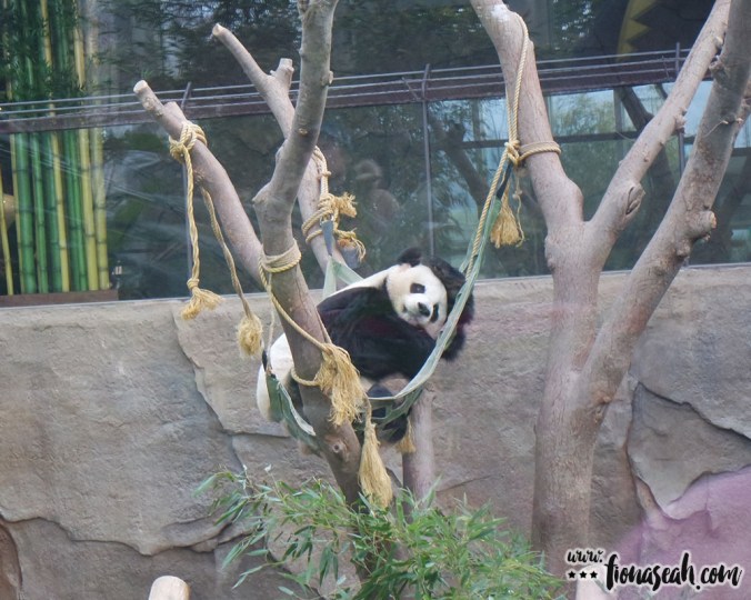 The panda from the opposite angle.. clearly just pretending to sleep. Lazy, lazy.