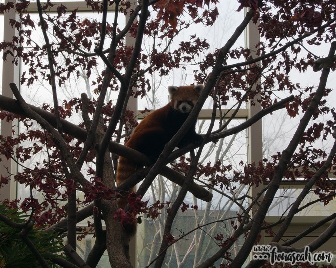 Also includes the mandatory red pandas to complete the panda family